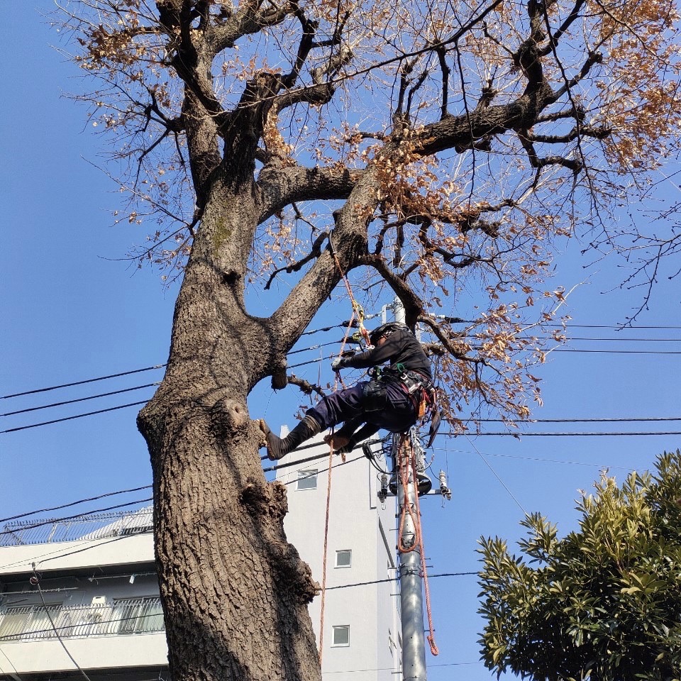 高木の剪定・伐採